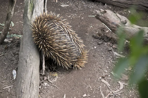 Dikenli karıncayiyengiller karıncalar ağaçta arıyor