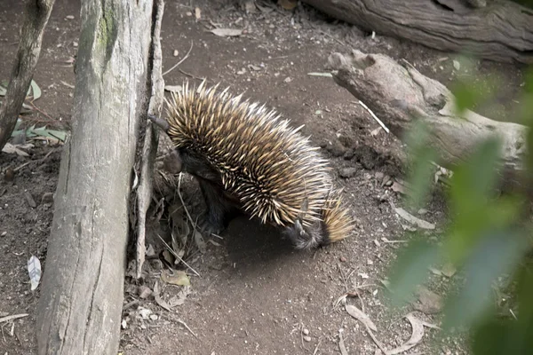 Dikenli karıncayiyengiller karıncalar ağaçta arıyor