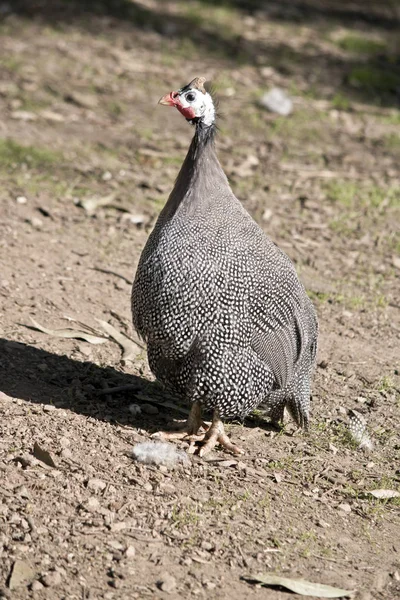 Helmeted Guinea Fowl Walking Paddock — Stock Photo, Image