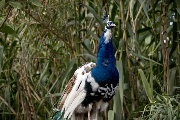 Male Peacock Standing Fence Looking Mate — Stock Photo, Image