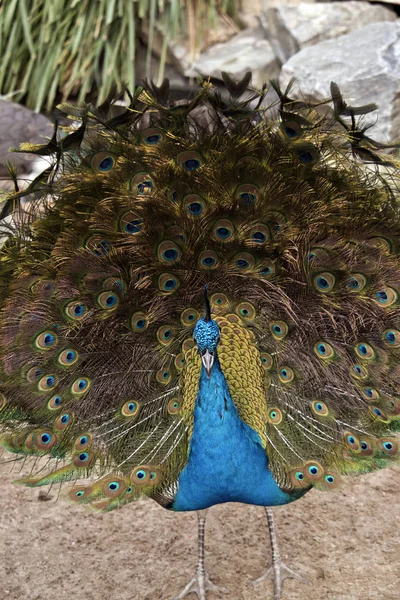 Male Peacock Standing Showing His Tail Feathers Looking Mate — Stock Photo, Image