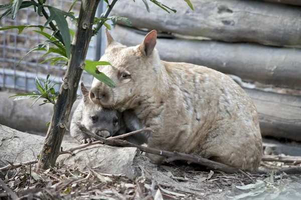 Joven Wombat Esconde Junto Madre —  Fotos de Stock