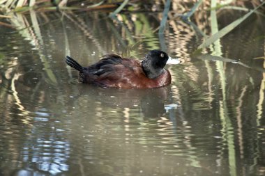 Bu bir mavi bir fatura ördek yan görünümüdür