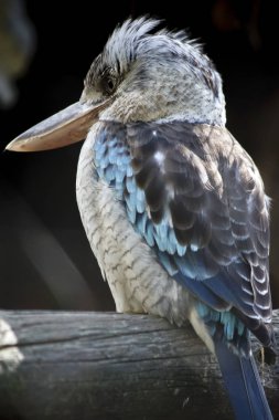 Bu bir mavi kanatlı ahmak yan görünümüdür