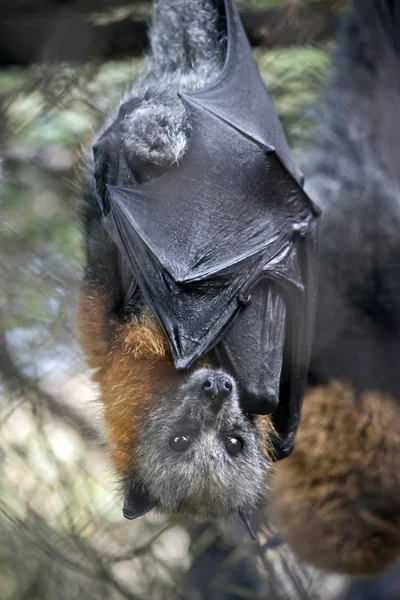 澳大利亚水果蝙蝠悬挂在天花板上 — 图库照片