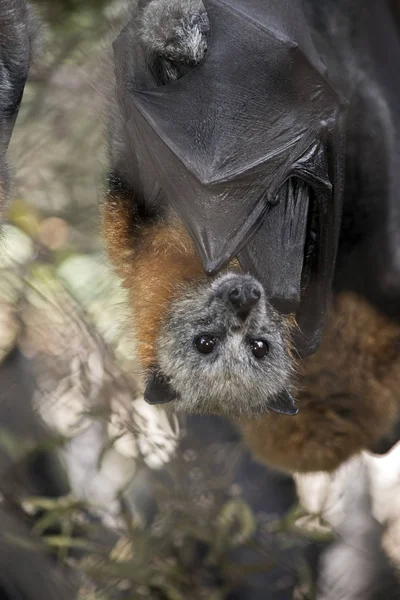 Morcego Frutas Australiano Pendura Teto — Fotografia de Stock