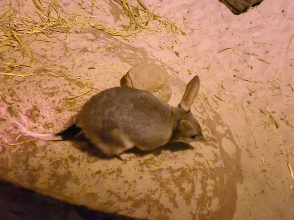 Bilby Está Lista Peligro Extinción Parece Conejo —  Fotos de Stock