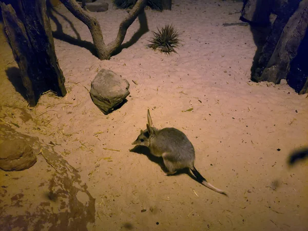 bilby bir tavşan gibi görünüyor engangered listesinde olduğunu