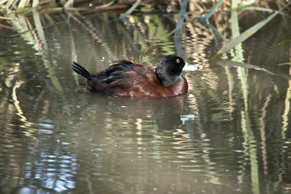 Bu bir mavi bir fatura ördek yan görünümüdür