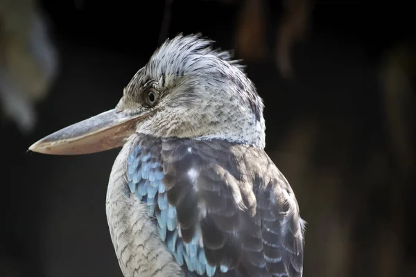 Este Primer Plano Kookaburra Alado Azul —  Fotos de Stock