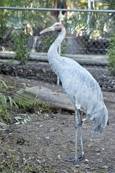 Brolga Een Grote Behuizing — Stockfoto