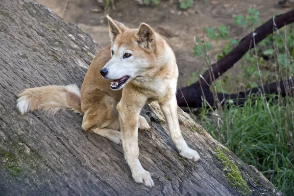 Gouden Dingo Zit Een Logboek — Stockfoto