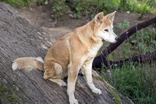 Der Goldene Dingo Sitzt Auf Einem Baumstamm — Stockfoto