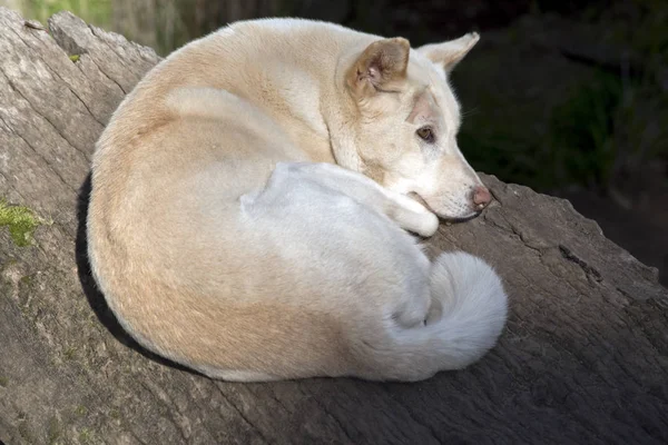 Witte Dingo Rusten Een Logboek — Stockfoto