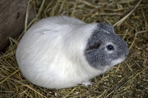 Cobaye Est Enceinte Une Portée — Photo