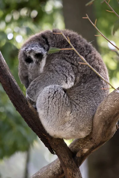 Koala Está Descansando Bifurcación Árbol —  Fotos de Stock