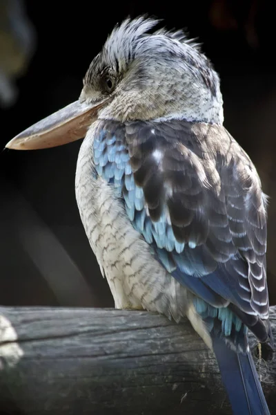 Bu bir mavi kanatlı ahmak yan görünümüdür