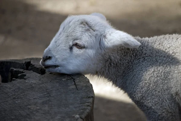 Dies Ist Eine Nahaufnahme Eines Weißen Schafes — Stockfoto