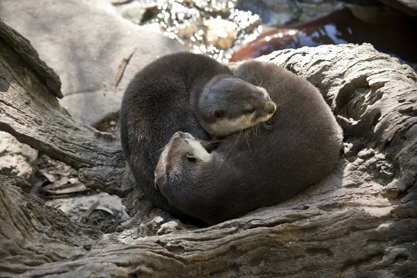 Oriental Otters Curled Together Foe Warmth — Stock Photo, Image