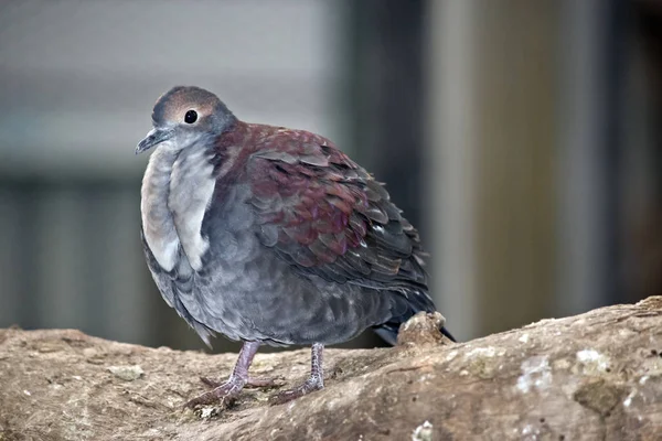 鳩が木に腰掛けています — ストック写真