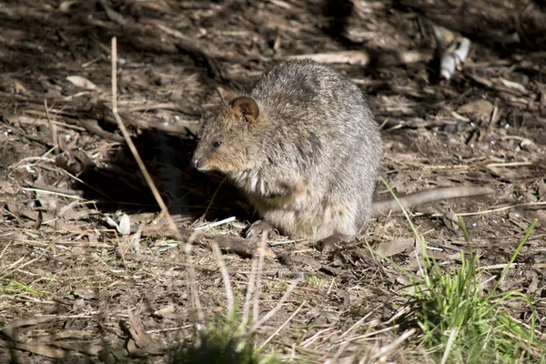 Quokka Zoek Naar Voedsel Twijgen — Stockfoto