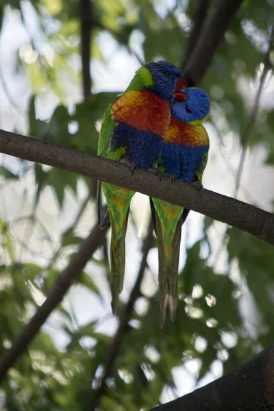 Die Regenbogenlorikeets Predigen Einander Während Sie Auf Einem Ast Hocken — Stockfoto