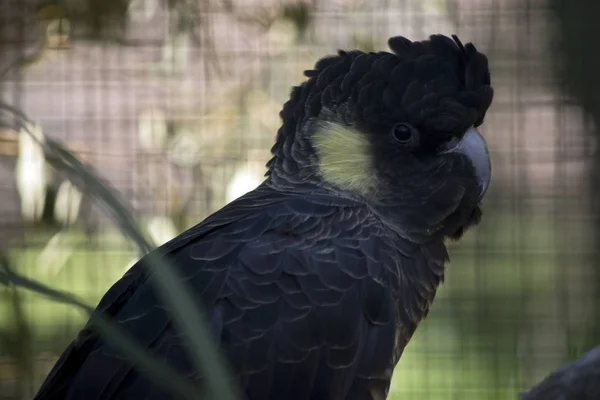 Side View Yellow Tailed Black Cockatoo — Stock Photo, Image