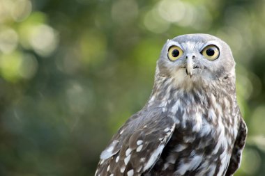 havlayan baykuş yakın bu