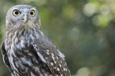 havlayan baykuş yakın bu