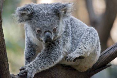 joey koala bir ağaç dinlenme çatal tünemiş