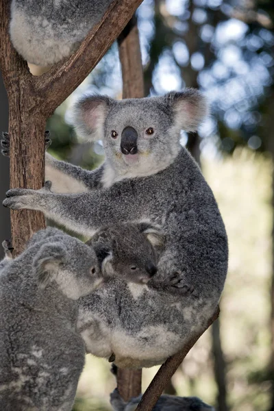 Mère Koala Son Joey Sur Ventre — Photo