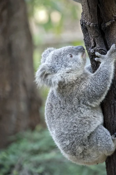 Joey Koala Hegymászás Egy Gumifa — Stock Fotó