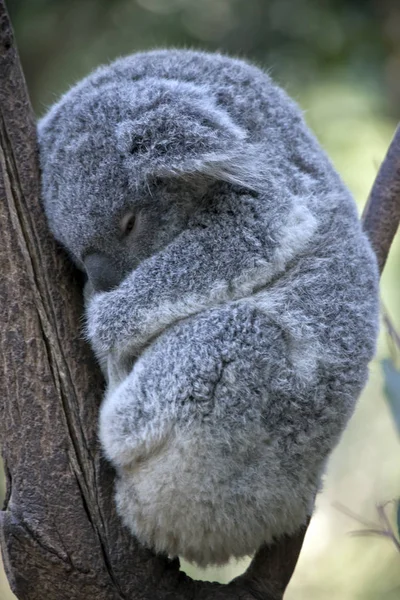Koala Australiano Está Encaramado Bifurcación Árbol Durmiendo — Foto de Stock