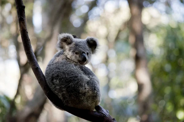 Koala Joey Neergestreken Vork Van Een Boom Rust — Stockfoto