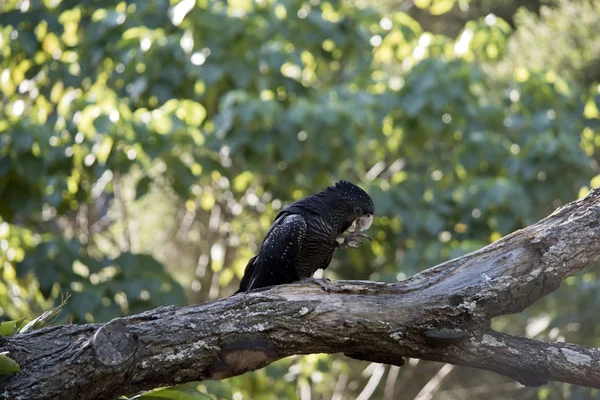 Cacatoès Noir Queue Rouge Est Perché Dans Arbre Qui Mange — Photo