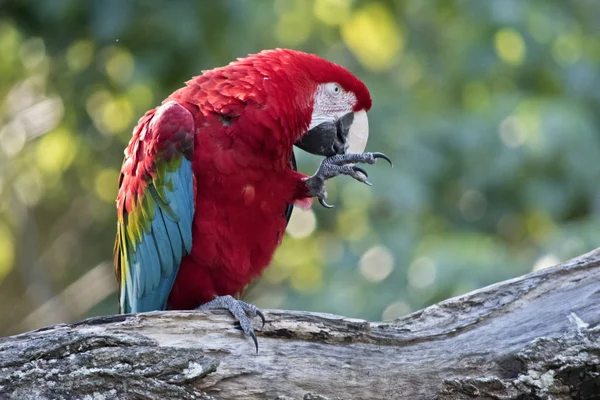 Guacamayo Escarlata Está Comiendo Gusano Comida —  Fotos de Stock