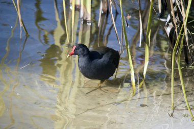 gölgeli moorhen nehre suda yürümek