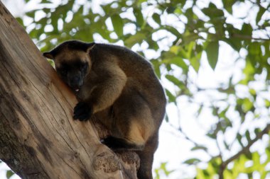Lumholtz'ın ağaç kangurusu dilini yapışkanlık dışarı