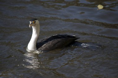 alaca karabatak nehirde yüzüyor