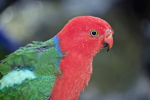 Dit Een Close Van Een Australische Koning Parrot — Stockfoto