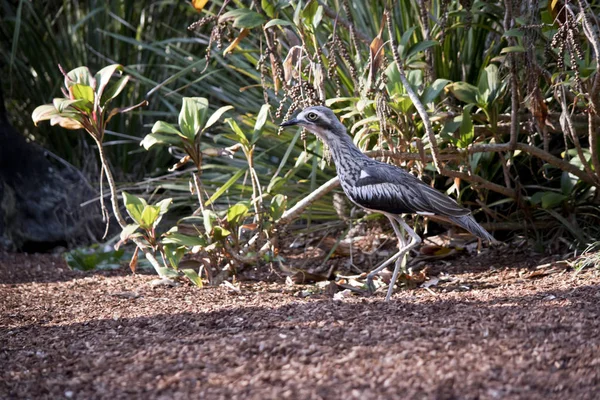 Beach Stone Curlew Walking Wood Chips — Stock Photo, Image
