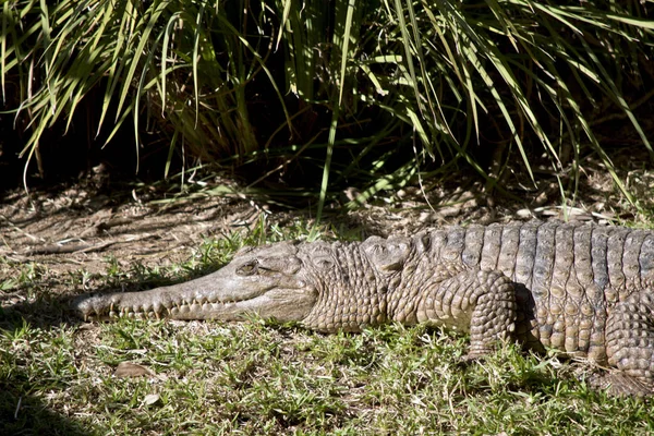 Esta Uma Vista Lateral Crocodilo Água Doce — Fotografia de Stock