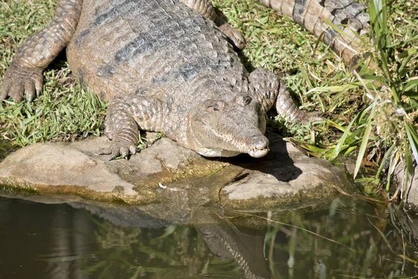 Este Close Crocodilo Água Doce — Fotografia de Stock
