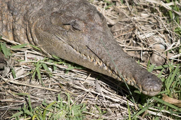 Este Close Crocodilo Água Doce — Fotografia de Stock