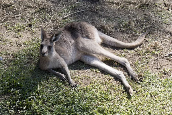 Este Canguru Cinzento Oriental Alegre Descansando Grama — Fotografia de Stock