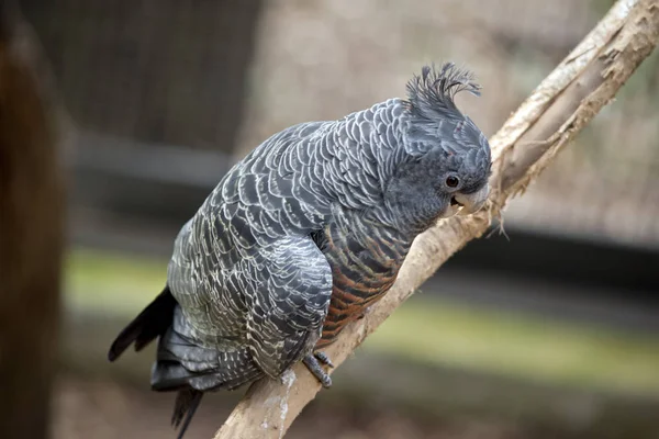 Loro Pandillero Macho Está Posado Árbol —  Fotos de Stock