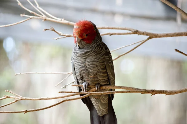 Női Sisakos Papagáj Faágon Ülő — Stock Fotó