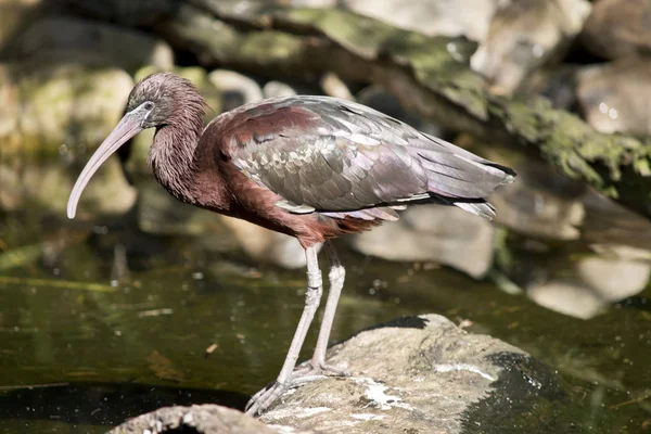 Side View Glossy Ibis — Stock Photo, Image