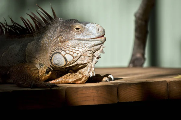 Iguana Verde Picchi Lungo Spina Dorsale — Foto Stock