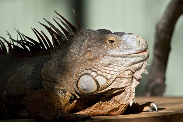 Iguana Verde Picchi Lungo Spina Dorsale — Foto Stock